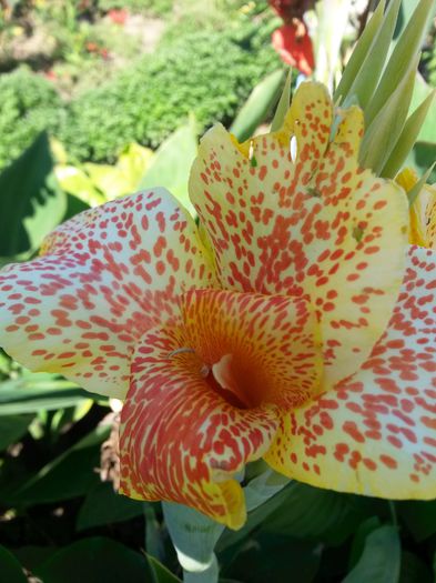 20140720_153846 - canna indica