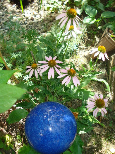 DSC02924 - Gradina in 2014