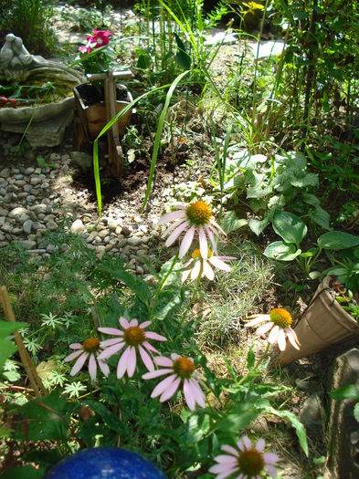 DSC02926 - Gradina in 2014