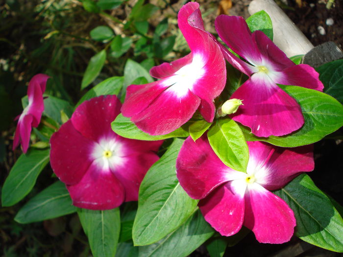 vinca anuala - Gradina in 2014