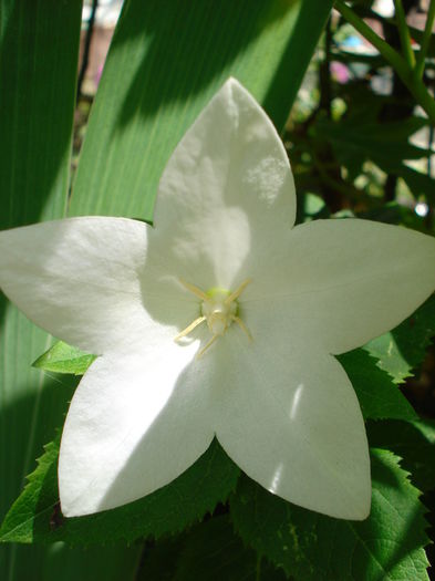 DSC02912 - Gradina in 2014