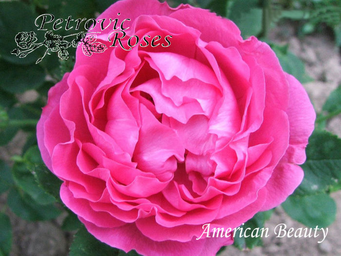 American Beauty - HYBRID PERPETUALS