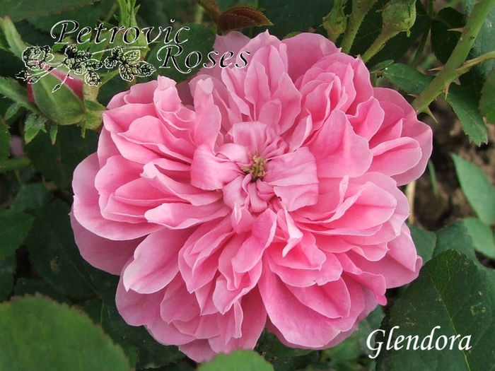 GLENDORA