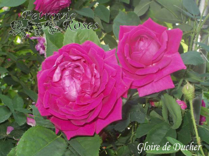 Gloire De Ducher