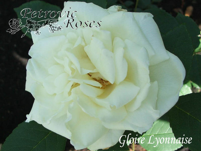 GLOIRE LYONNAISE