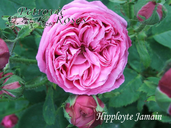 Hippolyte Jamain