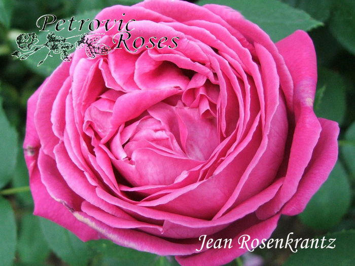 Jean Rosenkrantz