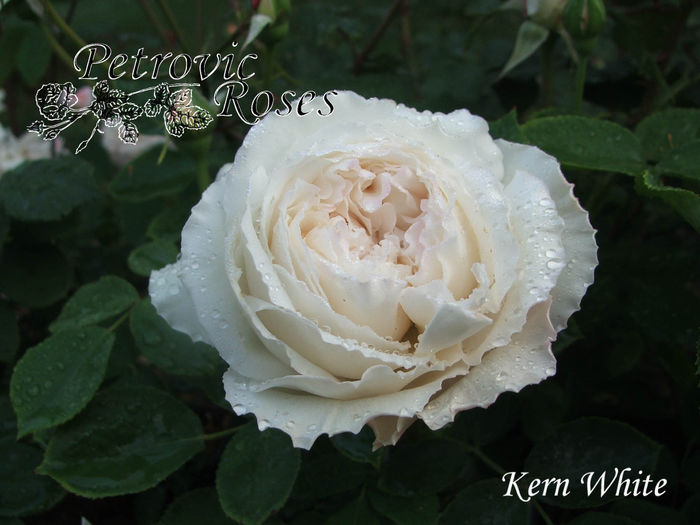 KERN WHITE