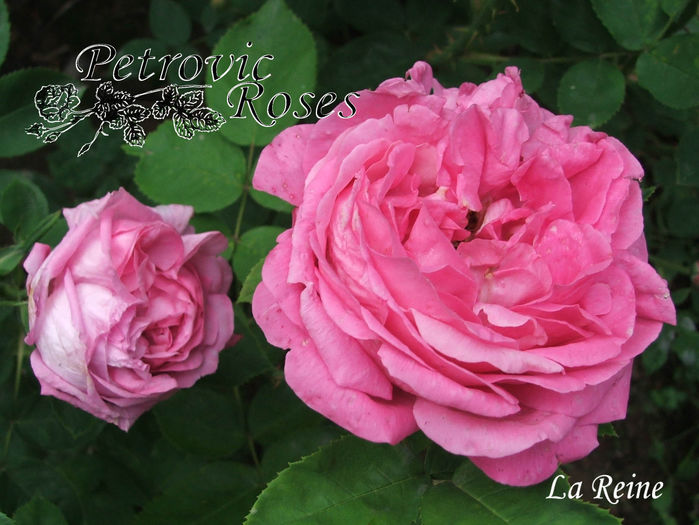 LA REINE