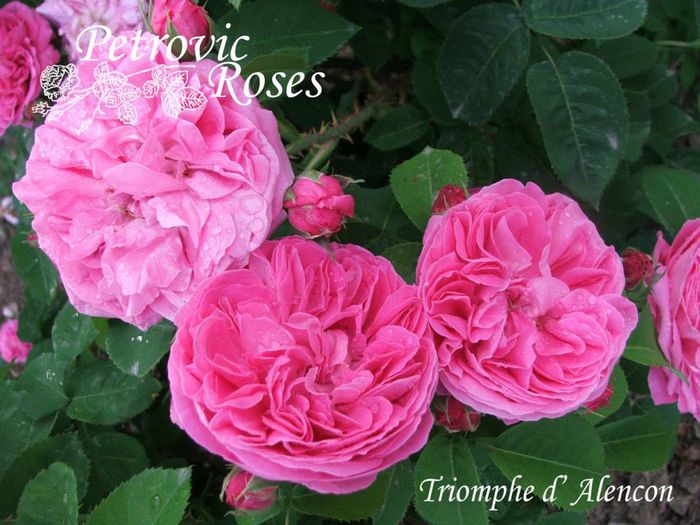 triomphe d alencon - HYBRID PERPETUALS