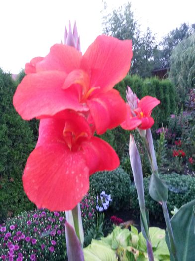 20140724_204946 - canna indica