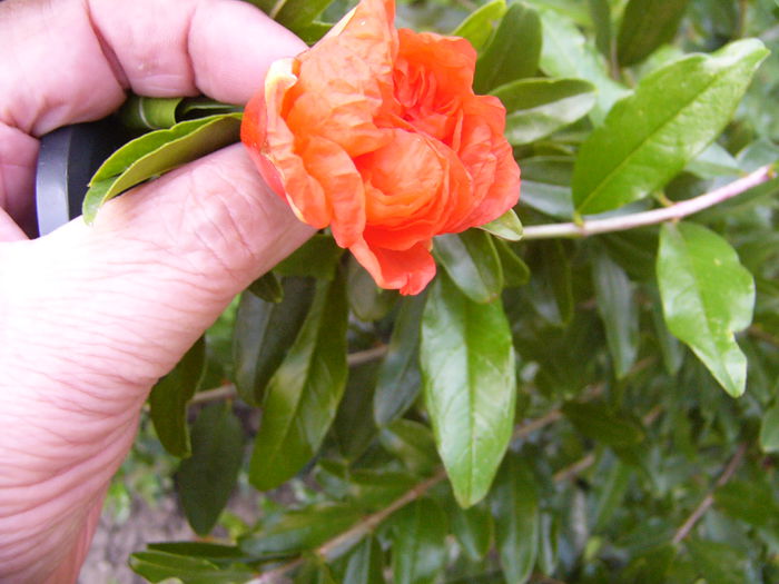 Punica Granatum fl. inv. orange - Anul 2014 IV
