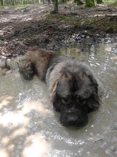 IMG_20140724_144706 - ciobanesc caucazian