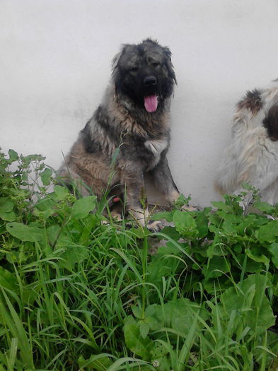 IMG_20140723_110744 - ciobanesc caucazian