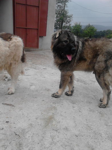 IMG_20140723_110936 - ciobanesc caucazian