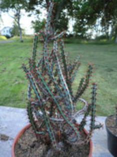 2 euphorbia