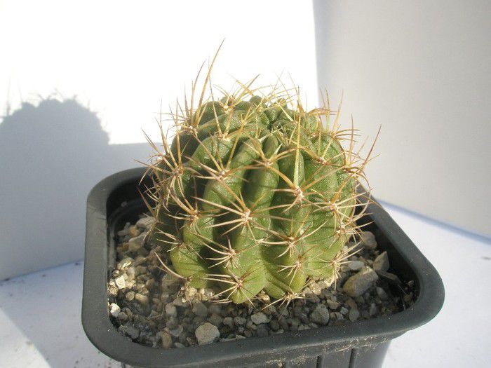 45613004_HNUWDMLMR - flori