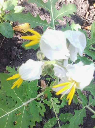 rosii salbatice - a-a GRADINA DE LEGUME-2014