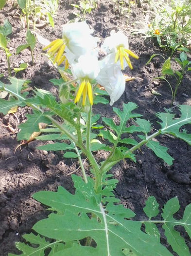 IMG_20140726_112912 - a-a GRADINA DE LEGUME-2014