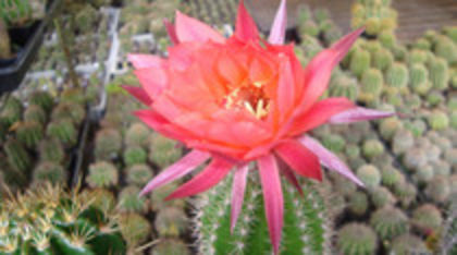 78368890_XIHUWJO3 - flori
