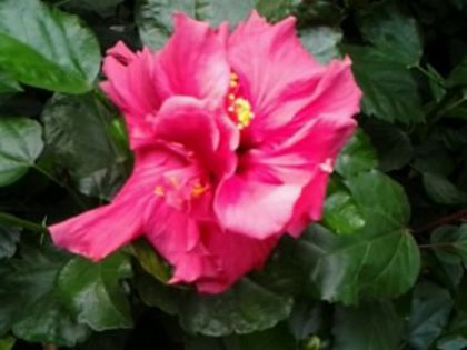 george davis - Hibiscusi si Bougainvillea