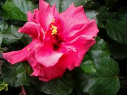G.D. - Hibiscusi si Bougainvillea