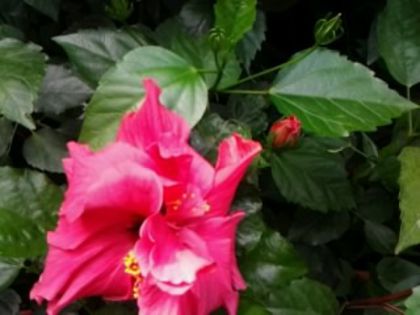 Fotografie1991 - Hibiscusi si Bougainvillea