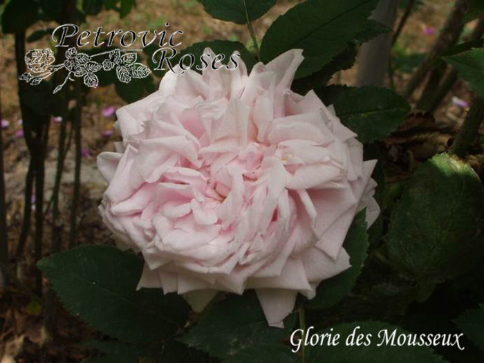 Gloire Des Mousseux