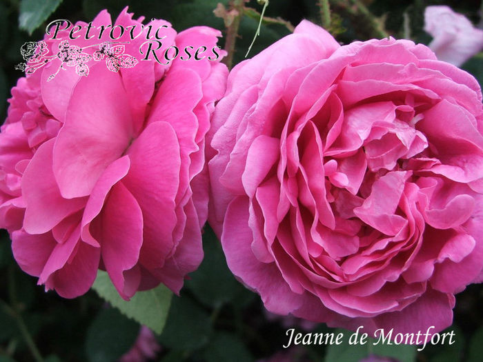 Jeanne De Montfort - MOSSES