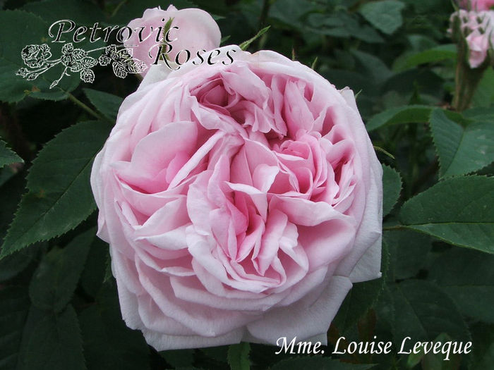 Mme Louise Leveque - MOSSES