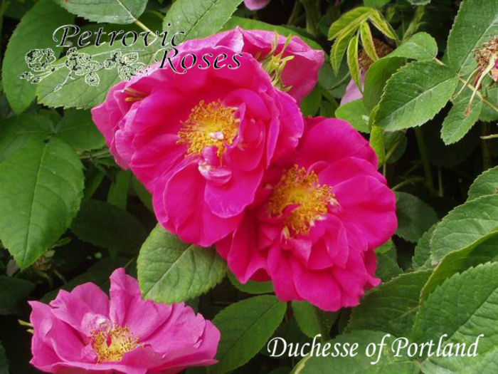 Duchesse Of Portland