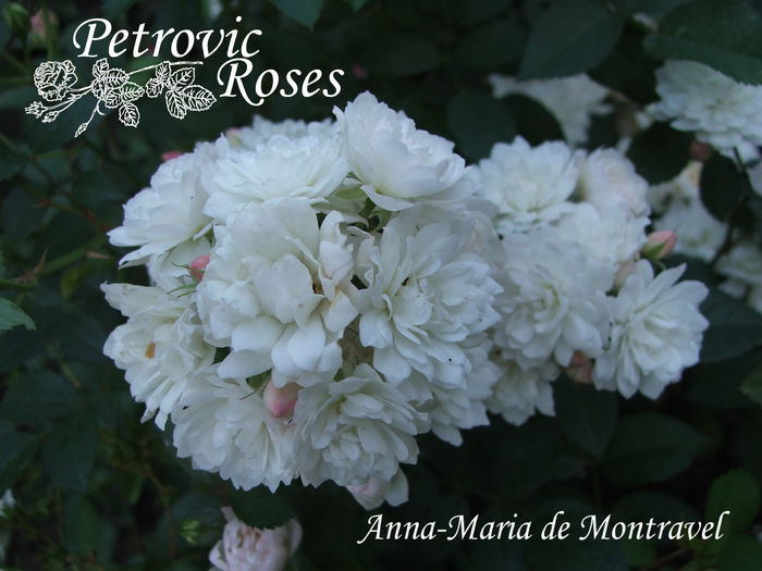 Anna-Maria de Montravel (fara eticheta) - POLYANTHAS