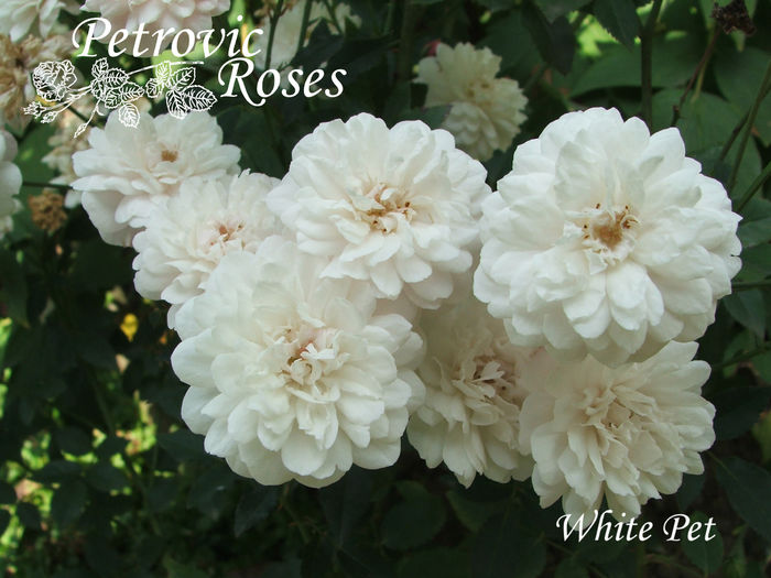 White Pet - POLYANTHAS