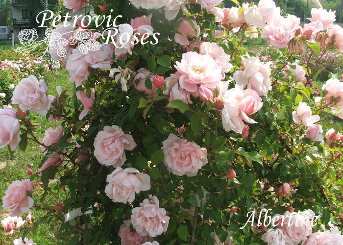 Albertine - RAMBLERS