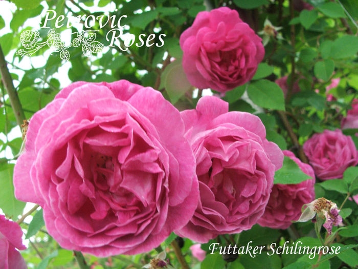 Futtaker Schilingrose