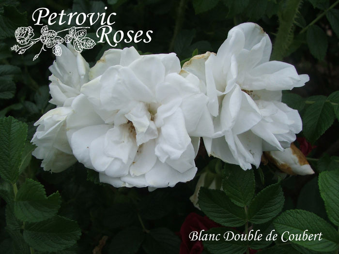 Blanc Double Coubert - RUGOSAS