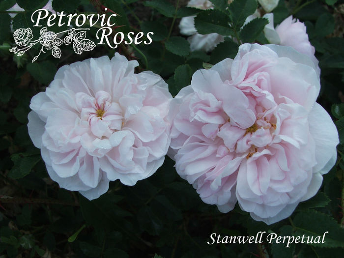 Stanwell Perpetual - SPINOSISSIMAS