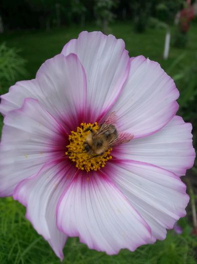 20140712_115531 - flori de gradina 2014