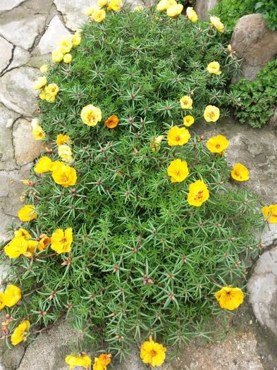 20140718_115627 - flori de gradina 2014