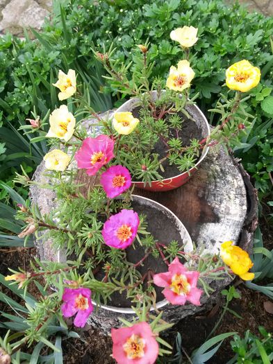 20140718_115711 - flori de gradina 2014