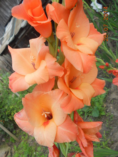 DSCN5843