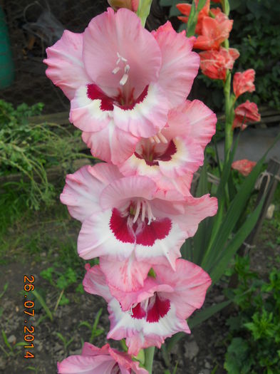 DSCN5844