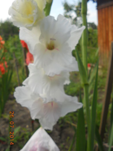 DSCN5849 - Gladiole 2013-2014