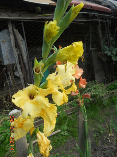 DSCN5851 - Gladiole 2013-2014