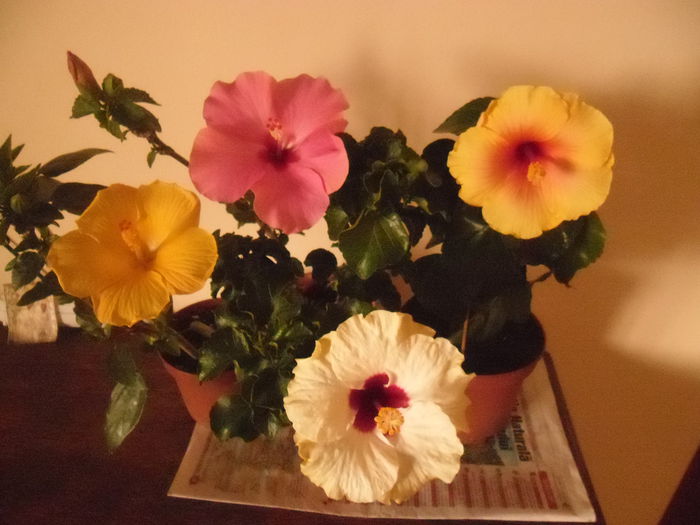 Hibiscus grup
