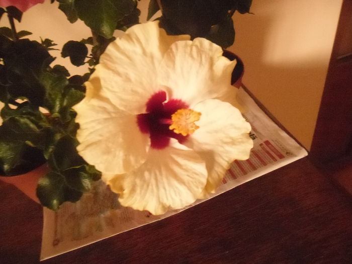 Boreas White - Hibiscus 2014-1