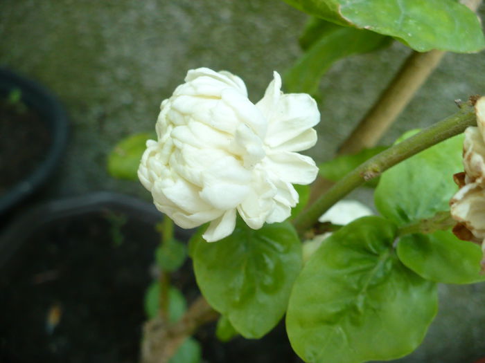 Jasmin Grand Duke of Toscany - Diverse floricele