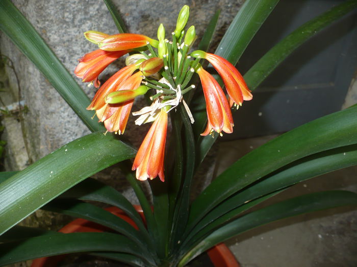 P1110079 - Diverse floricele