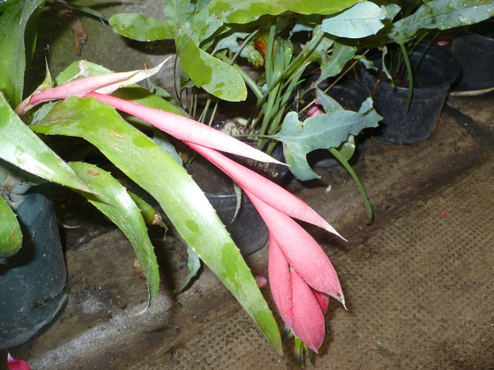 Billbergia - Diverse floricele