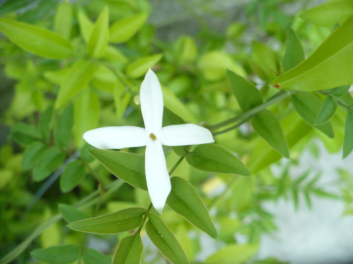 Jasmin azoricum - Diverse floricele